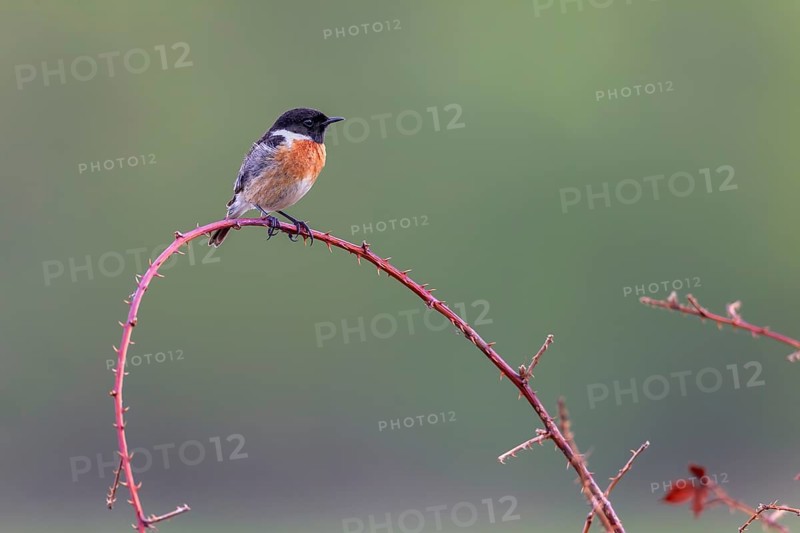 A male stonechat (Saxicola rubicola) in breeding plumage, singing station, breeding area, Germany
