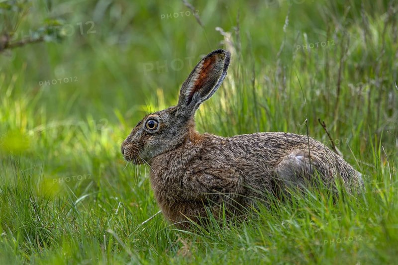 A brown hare (Lepus europaeus) enjoys the fresh greenery in a clearing in the forest, foraging, Denmark