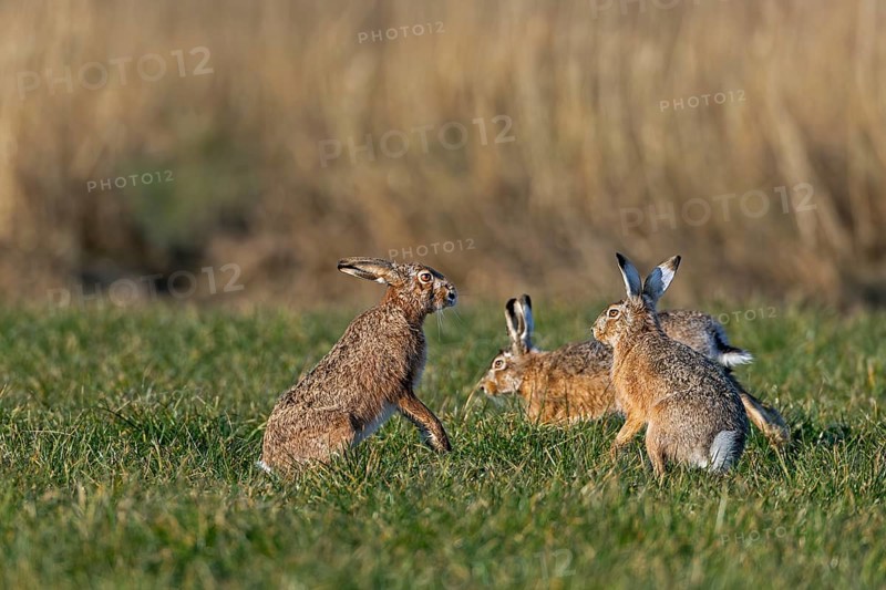 After the chase, a male approaches the female fieldfare (Lepus europaeus), which stands on its hind legs and fends off the approach attempt, mating season, morning light, gathering season, spring, Germany
