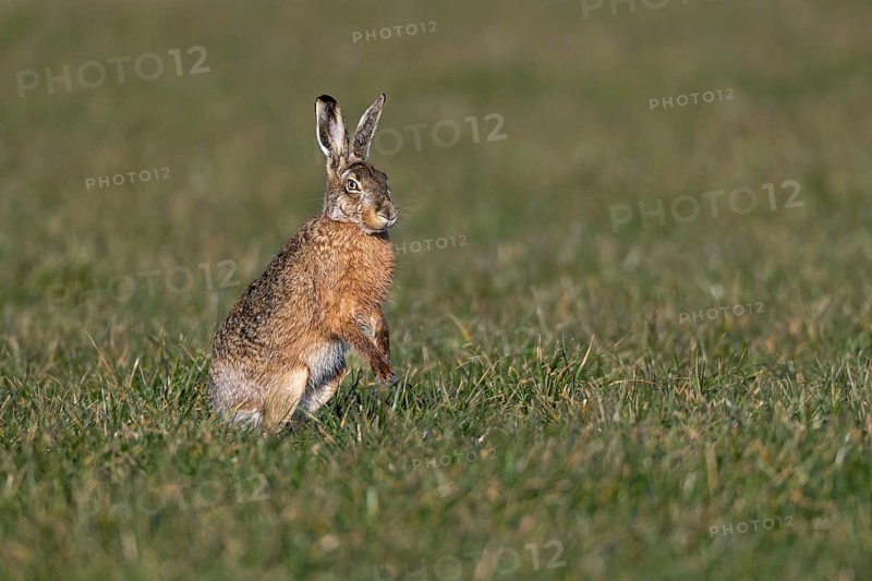 The calm in front of the storm, soon the buck will start the chase again and try to cover the doe (Lepus europaeus), mating season, morning light, gathering time, spring, Germany