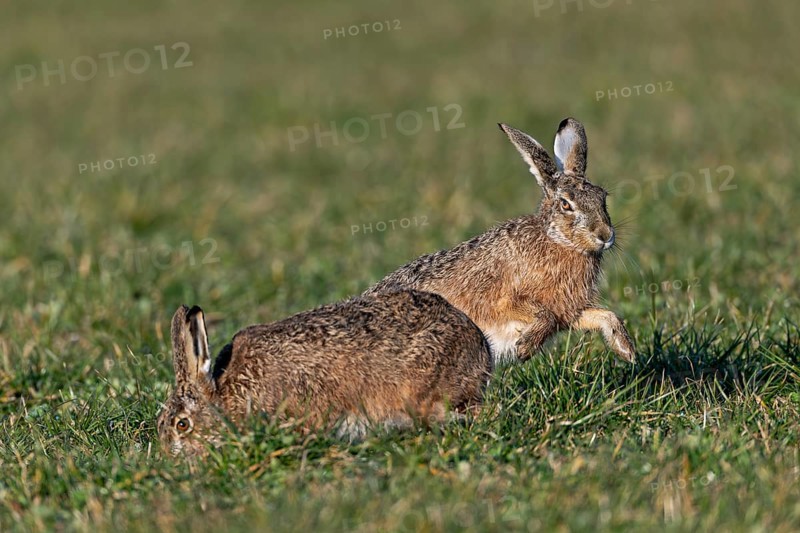 The resting phase of the fieldfare (Lepus europaeus) is ended by the male by another approach, mating season, morning light, gathering season, spring, Germany