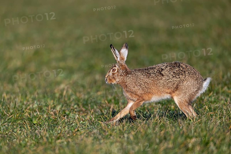 A hare (Lepus europaeus) hops relaxed across a meadow, mating season, morning light, gathering time, spring, Germany