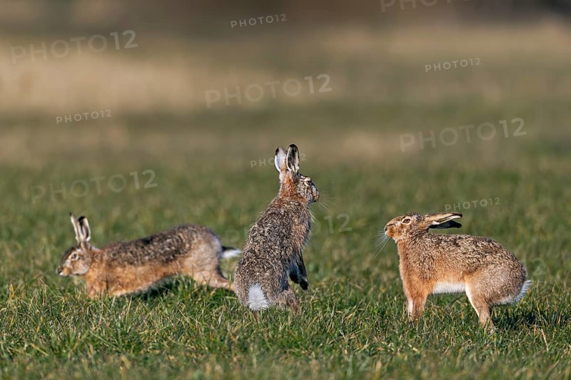 After a chase, a male approaches the female fieldfare (Lepus europaeus), which stands on its hind legs and fends off the approach, mating season, morning light, gathering season, spring, Germany