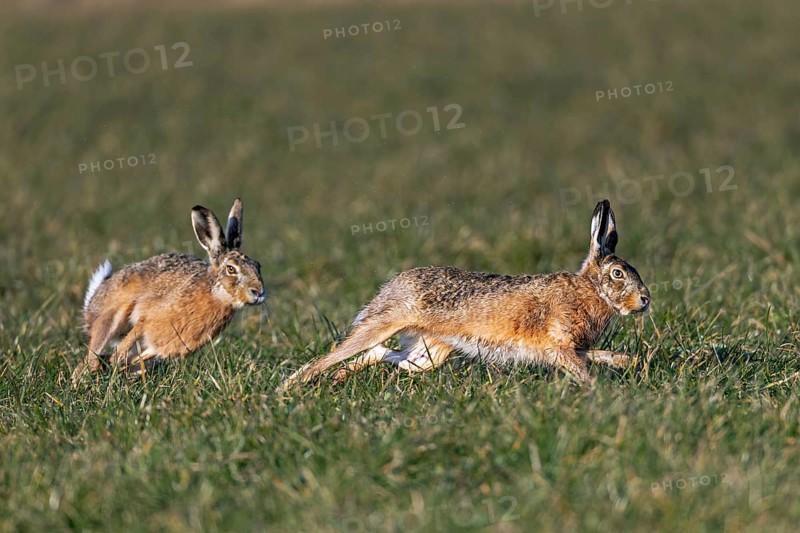 Wild hares (Lepus europaeus) chasing each other in a meadow, mating season, morning light, gathering time, spring, Germany