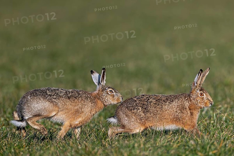 A male has positioned himself directly behind the female fieldfare (Lepus europaeus) and won't leave her side, mating season, morning light, gathering time, spring, Germany