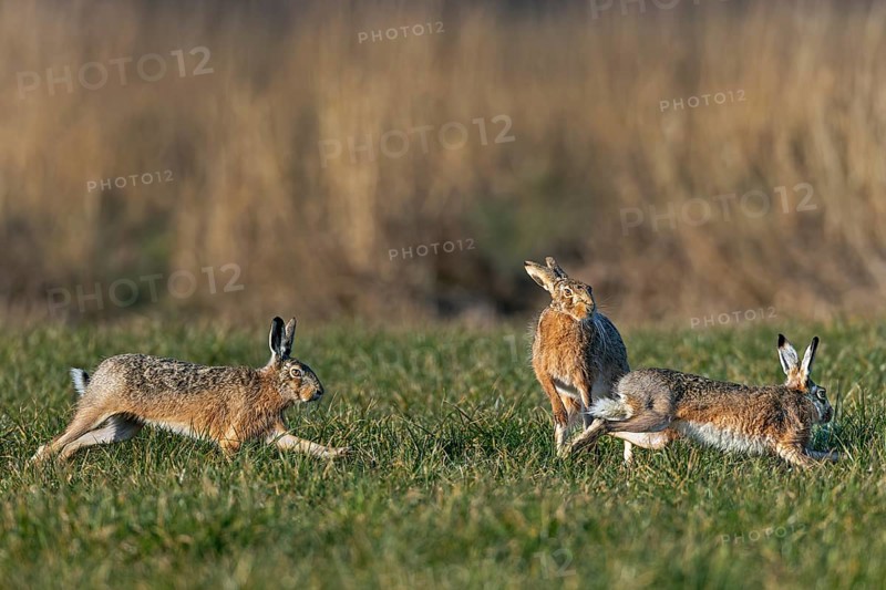 While the males circle the doe (Lepus europaeus) in a wild chase, she stands on her hind legs to fend off their advances, mating season, morning light, gathering season, spring, Germany