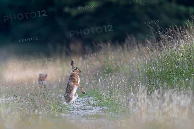 The brown hare (Lepus europaeus) is alarmed after a hunting attempt by the red fox (Vulpes vulpes) and watches the attacker tensely, with wild jumps it signals to the fox, I am healthy and another attack will fail, search for food, encounter, tension, Denmark