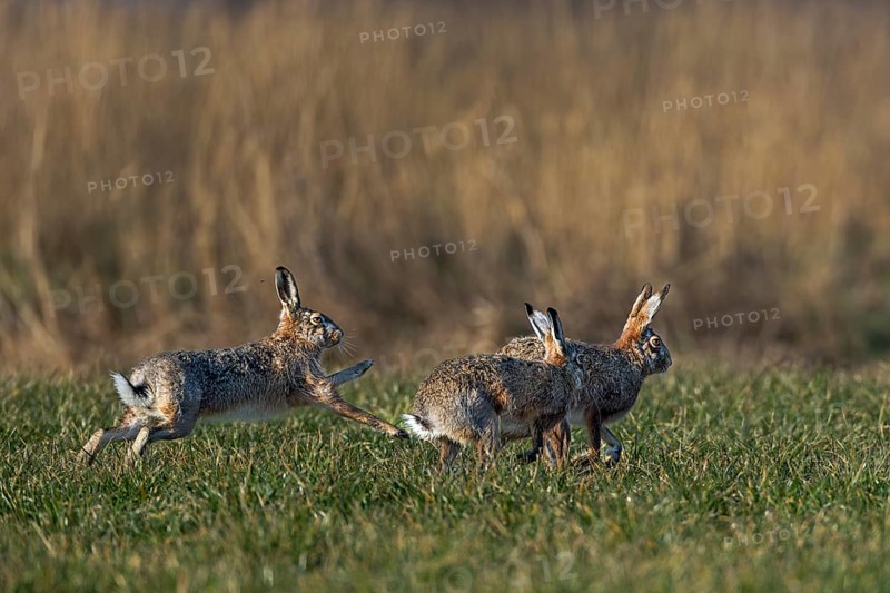 The hares (Lepus europaeus) really get down to business during the chases, there is boxing, biting, hitting and scratching, mating season, morning light, gathering time, spring, Germany