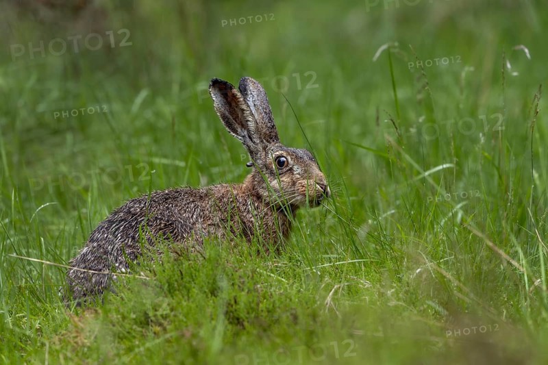 The tick (Ixodes ricinus) can be clearly recognised on the back of the head of the brown hare (Lepus europaeus), foraging, Denmark