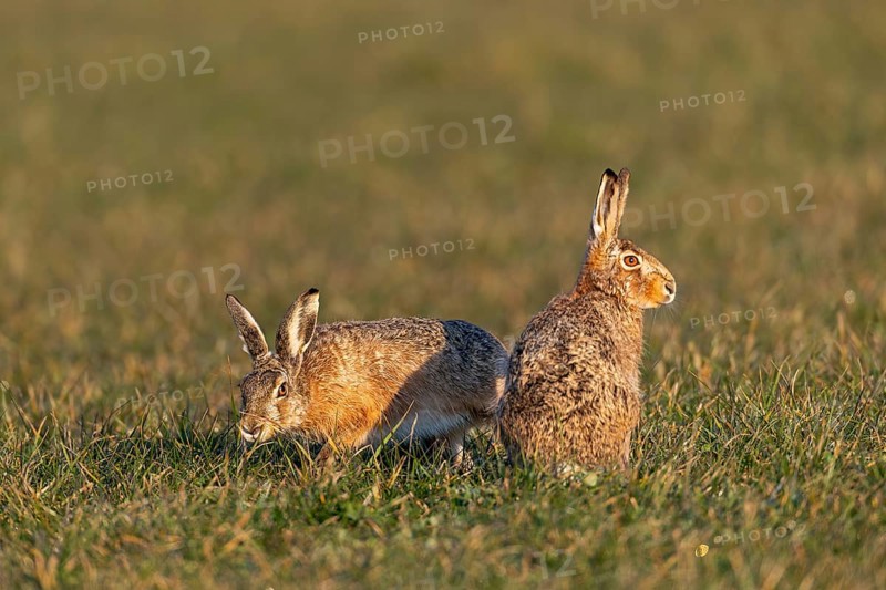 A buck cautiously approaches the fieldfare (Lepus europaeus) from behind, mating season, morning light, gathering season, spring, Germany