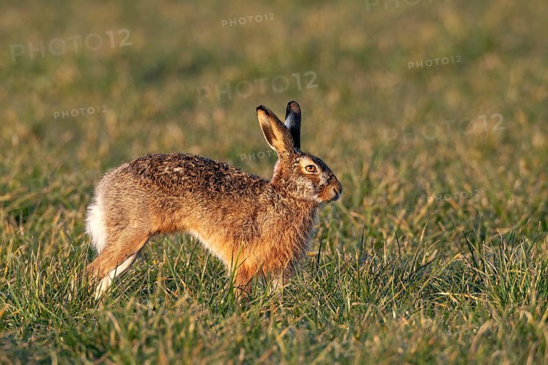 Another male brown hare (Lepus europaeus) appears in the meadow, mating season, morning light, gathering time, spring, Germany