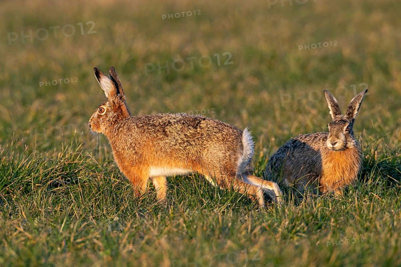A buck approaches a pair of brown hares (Lepus europaeus) and a few seconds later a wild chase begins, mating season, morning light, rutting season, Germany