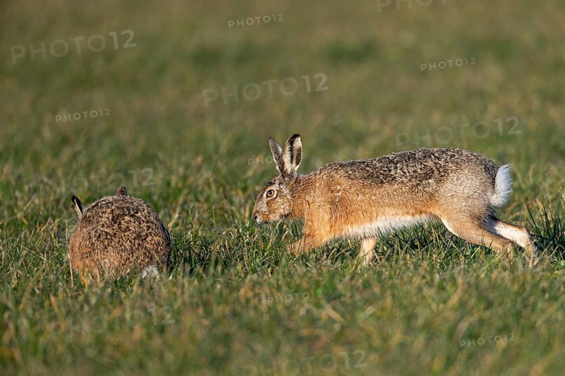 After a wild chase, a buck cautiously approaches a doe (Lepus europaeus), mating season, morning light, gathering season, spring, Germany