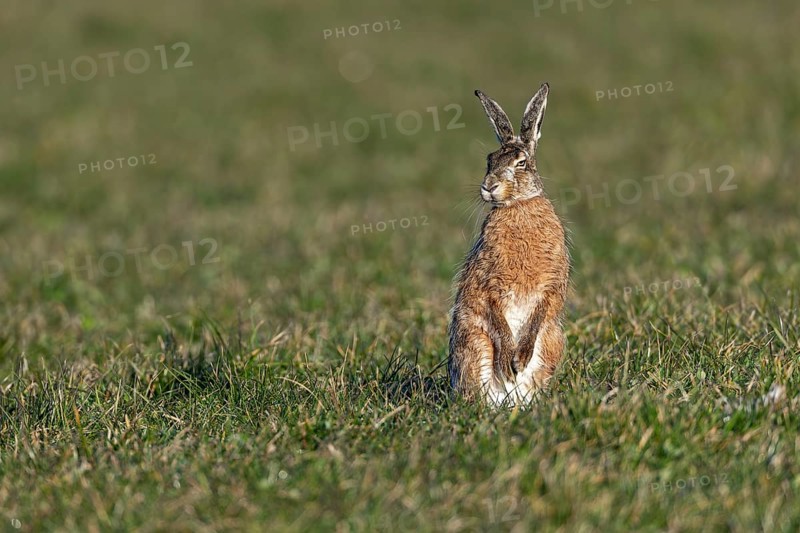 A male hare (Lepus europaeus) in the mating season, first of all explores the situation, mating season, morning light, mating season, spring, Germany