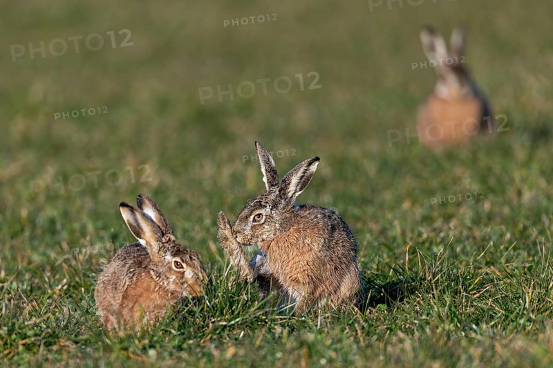 Tense calm between male and female (Lepus europaeus), the competition is already waiting in the background, mating season, morning light, gathering season, spring, Germany