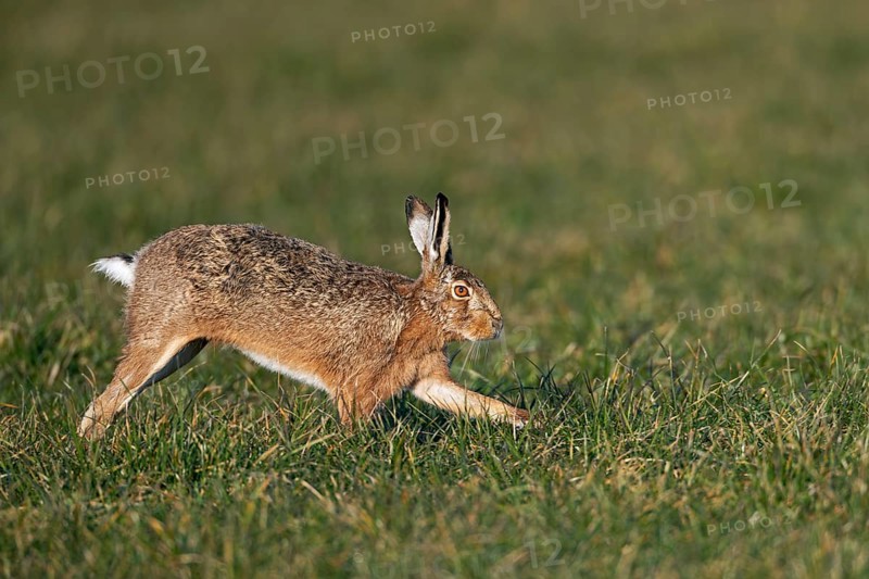 A male brown hare (Lepus europaeus), also known as a buck, looking for a female willing to mate, mating season, morning light, rutting season, spring, Germany