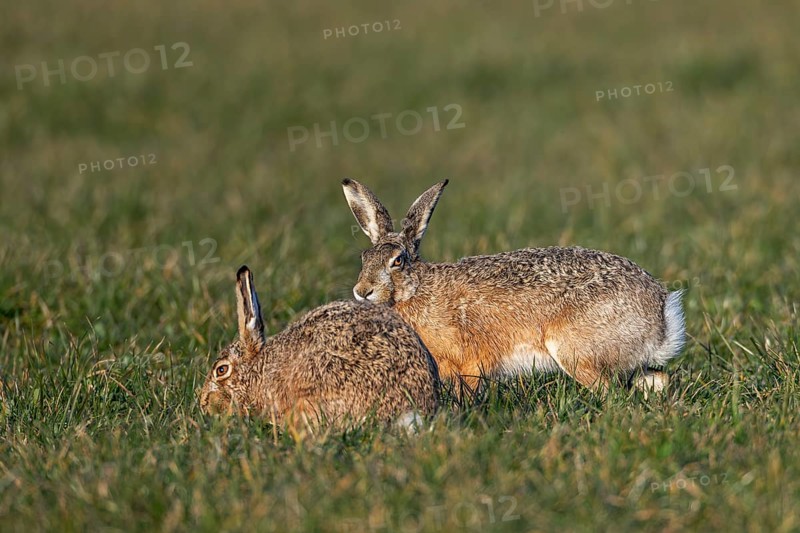 After a wild chase, a male cautiously approaches the female fieldfare (Lepus europaeus), which seems to ignore him, mating season, morning light, gathering season, spring, Germany