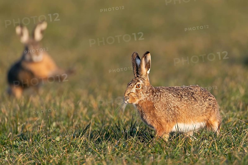 The breather for the fieldfare (Lepus europaeus) is only short-lived, as a buck approaches again, mating season, morning light, gathering time, spring, Germany