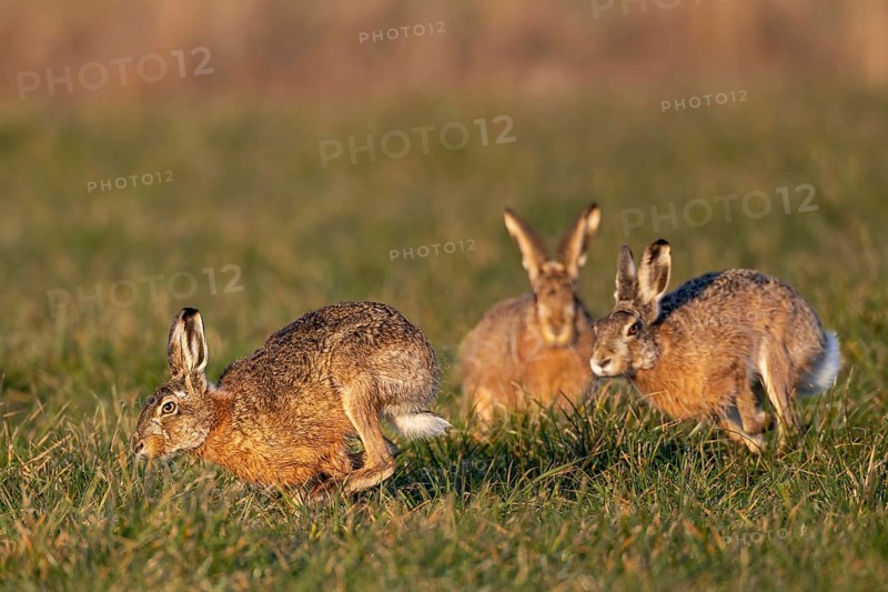 In a wild chase, the bucks circle the female hare (Lepus europaeus), which is watching the hare's activity, mating season, morning light, rutting season, spring, Germany