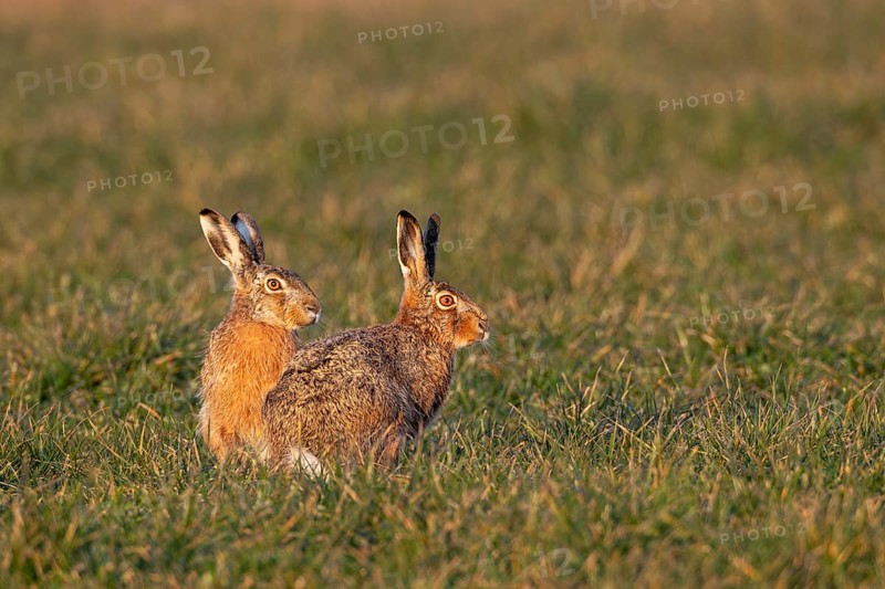 The male brown hare (Lepus europaeus) and the female hare watching two bucks nearby, mating season, morning light, rutting season, Germany
