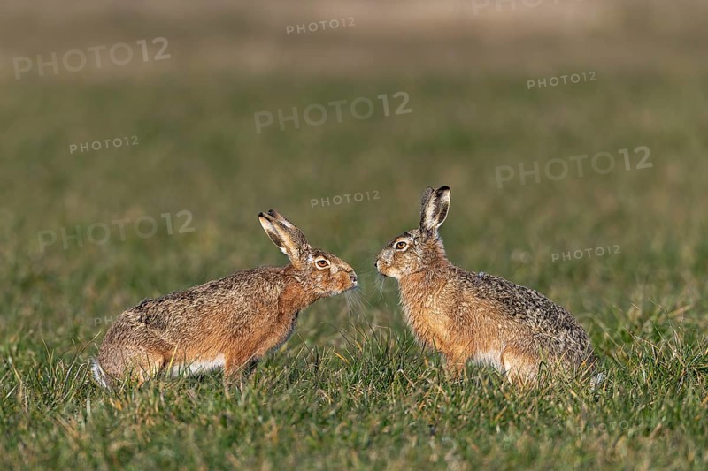A buck cautiously approaches a fieldfare (Lepus europaeus) during mating season, mating season, morning light, mating season, spring, Germany