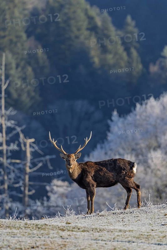 A Japanese sika deer stag (Cervus nippon nippon) stands on a frost-covered meadow in hilly terrain. A frost-covered forest can be seen in the background. Southern Honshu, Shikoku, and Kyushu, Japan