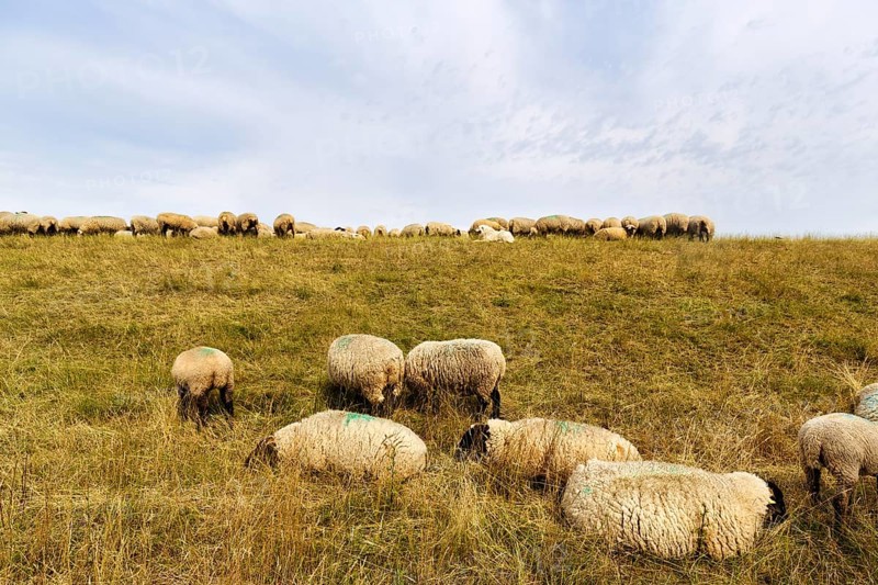 Sheep grazing on dike, flock of sheep, dike lambs, herding dogs, landscape management, coastal protection, Elbe dike, Bleckede, Lower Saxony, Germany