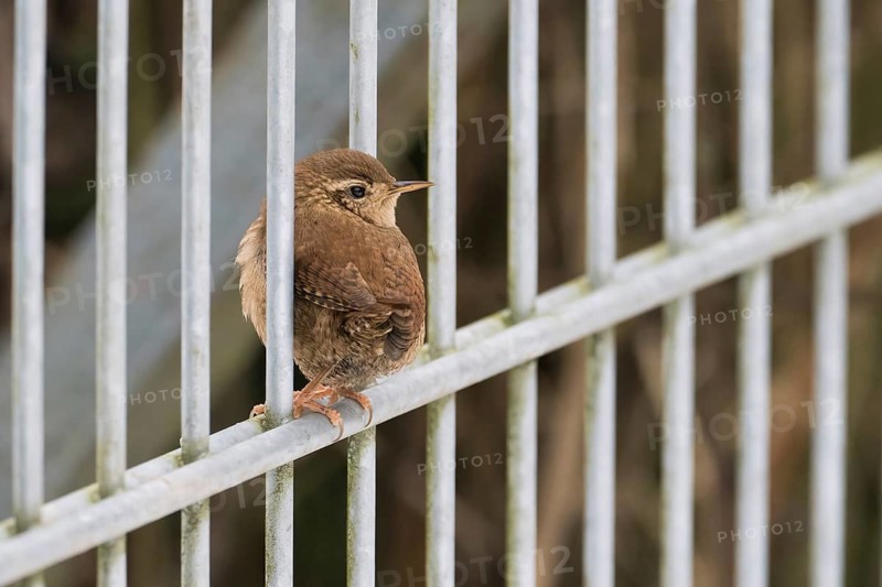 A wren (Troglodytes troglodytes) sits quietly on a metal fence surrounded by a natural background, Hesse, Germany