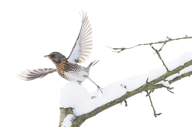 A juniper thrush (Turdus pilaris) flies off a snow-covered branch in a wintry landscape, Hesse, Germany