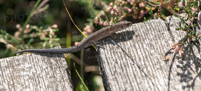Forest lizard (Zootoca vivipara) or mountain lizard (Syn. Lacerta vivipara), also bog lizard, runs, crawls over a wooden plank path in the sun, crosses a wide gap in the path, skilfully supports itself with its tail on a board, hangs in the air with its leg and foot, overcoming an obstacle, climbing, claw, path, nature observation, encounter, nature, summer, late summer in the raised bog south-east of the town of Schneverdingen, Pietzmoor nature reserve, Lüneburg Heath nature park Park, Lower Saxony, Germany