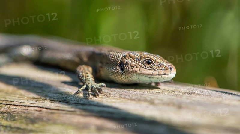Forest lizard (Zootoca vivipara) or mountain lizard (Syn. Lacerta vivipara), also bog lizard, lying, standing on wooden plank path in the sun, looking directly into the camera, view, sunbathing, warming up, close-up, close-up, macro, macro shot, portrait, portrait, claw, foot, scales, scaled, warmth, path, nature observation, encounter, nature, summer, late summer, raised bog near the town of Schneverdingen, Pietzmoor nature reserve, Lüneburg Heath nature park Park, Lower Saxony, Germany