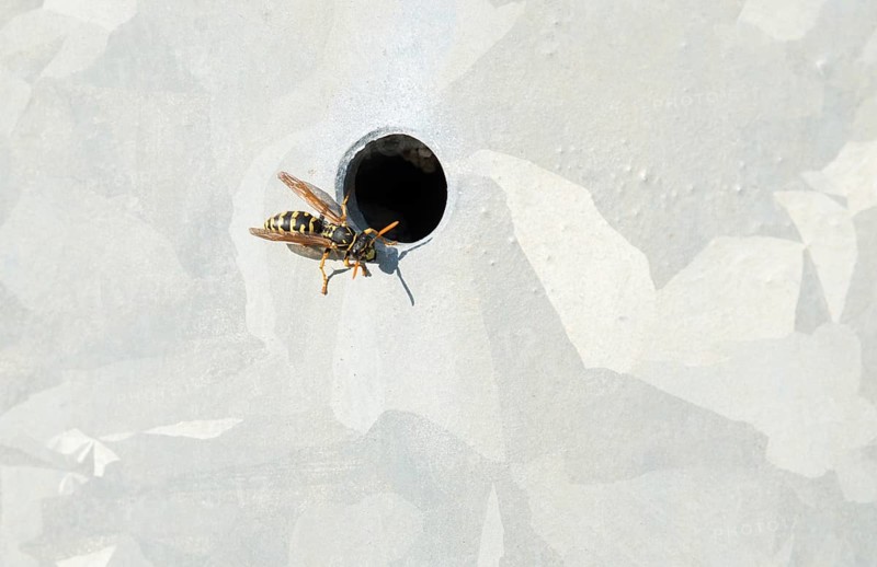 Single house wasp (Polistes dominula), also called European Paper Wasp or French wasp (formerly Polistes gallicus) guards a hole in a sunny metal wall where the nest is located, wasp nest, guard, guardian, sitting, squatting, wrinkle wasp, nest building, sunny, warm, summer, district of Lüneburg, Lower Saxony, Germany