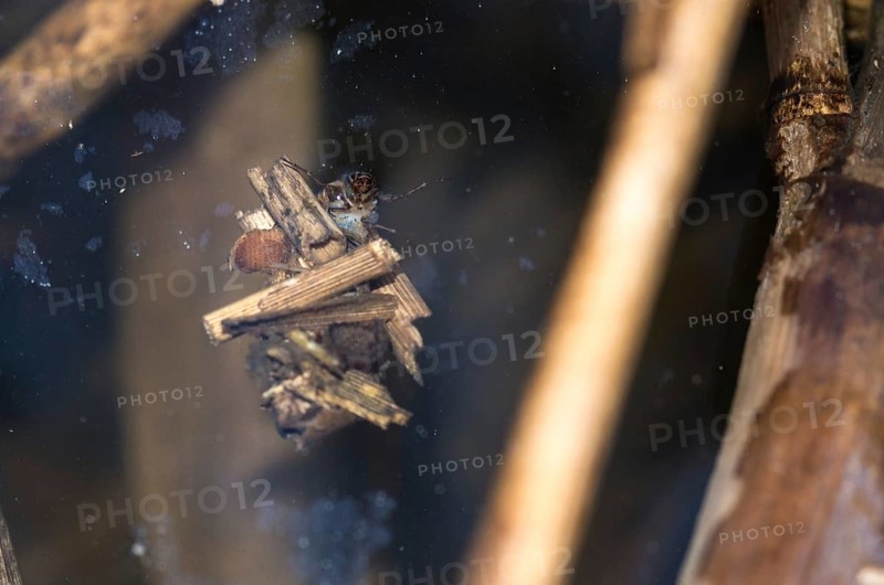 Larva of a caddisfly (Trichoptera), caddisfly larva looking out of caddis, protective cover, shell made of plant parts, swimming just below the surface of a pond, visible eyes, forelegs, head and abdomen, reed (Phragmites australis) or reed, reedbed, aquatic, insect, adaptation, camouflage, close-up, closeup, habitat, water body, macro, macro, close-up, metamorphosis, district of Lüneburg, Lower Saxony, Germany