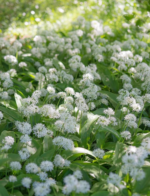 A carpet of flowering wild garlic (Allium ursinum) in a sunny forest, medicinal plant, medicinal herb, herb, wild herb, wild herbs, aromatic plant, wild plant, wild flower, wild vegetable, close-up, forest floor completely covered with plants, white inflorescences and green leaves, sunny, shadow play, spring, spring, early bloomer, Allertal, Lower Saxony, Germany