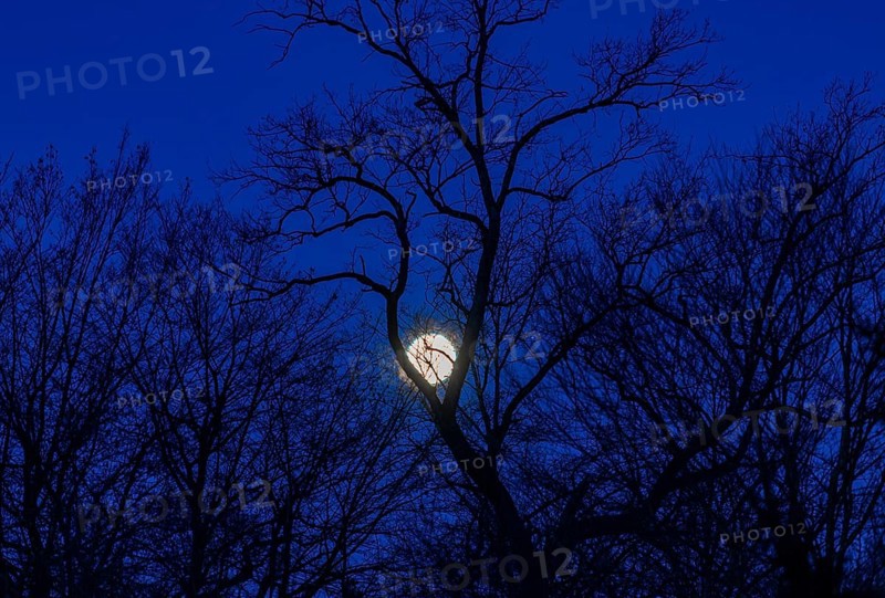 Full moon between bare trees, Upper Austria