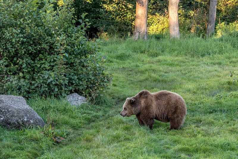 European brown bear (Ursus arctos) standing on a meadow at the edge of a forest in the evening light, Poing Wildlife Park, Upper Bavaria, Bavaria, Germany