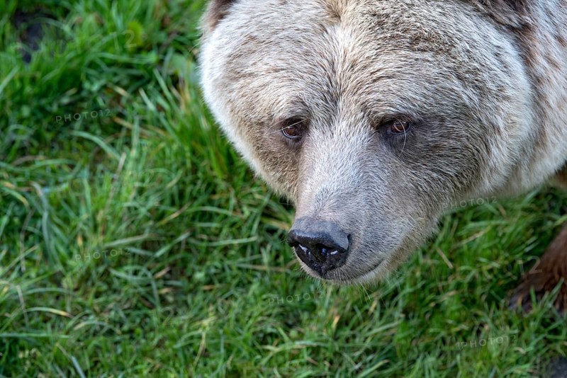 European brown bear (Ursus arctos), close-up of face, animal portrait, Poing Wildlife Park, Upper Bavaria, Bavaria, Germany