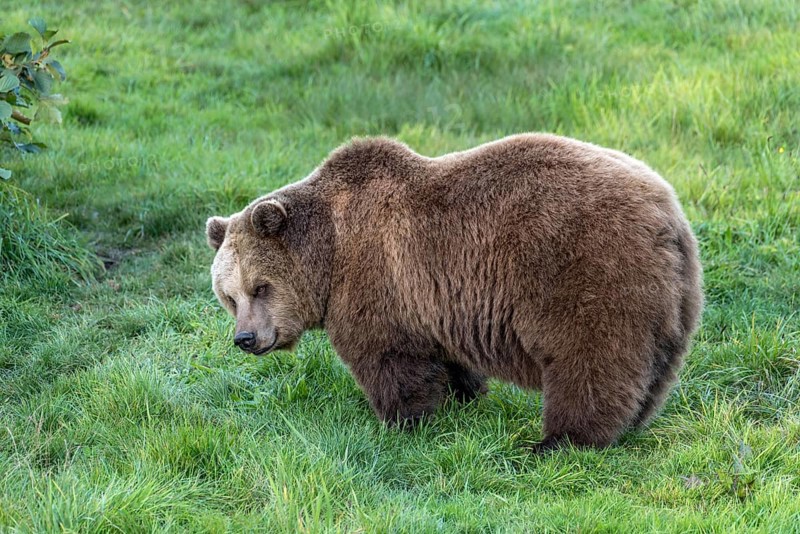 European brown bear (Ursus arctos) standing on a meadow at the edge of the forest, Poing Wildlife Park, Upper Bavaria, Bavaria, Germany