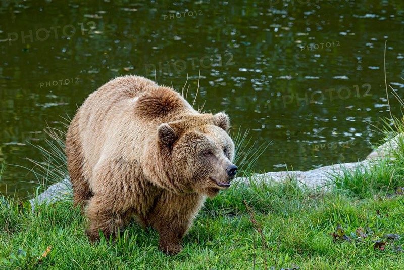 European brown bear (Ursus arctos) running on a meadow on the shore of a pond, Poing Wildlife Park, Upper Bavaria, Bavaria, Germany