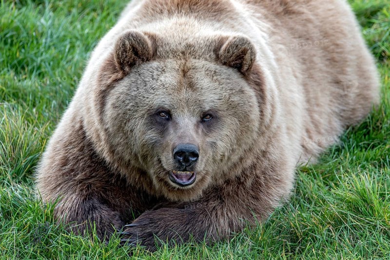 European brown bear (Ursus arctos) resting relaxed in a meadow with its mouth open, showing its teeth, looking into the camera, Poing Wildlife Park, Upper Bavaria, Bavaria, Germany