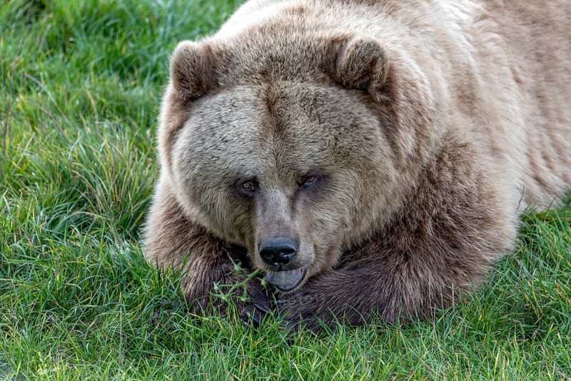 European brown bear (Ursus arctos) resting relaxed in a meadow, nibbling on a tomato plant, Poing Wildlife Park, Upper Bavaria, Bavaria, Germany