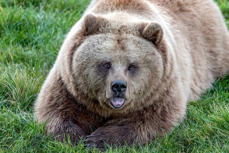 European brown bear (Ursus arctos) resting relaxed in a meadow with its mouth open, showing its tongue, looking into the camera, Poing Wildlife Park, Upper Bavaria, Bavaria, Germany