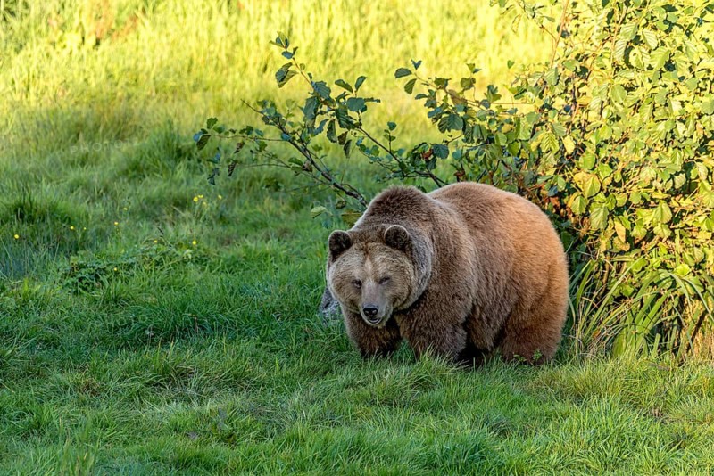 European brown bear (Ursus arctos) emerges from a bush at the edge of a forest in the evening light, Poing Wildlife Park, Upper Bavaria, Bavaria, Germany
