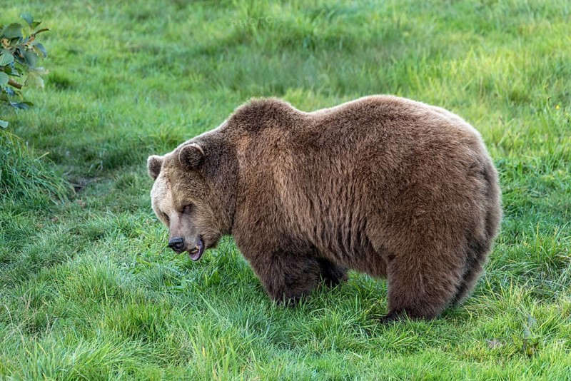European brown bear (Ursus arctos) standing with open mouth on a meadow at the edge of a forest, Poing Wildlife Park, Upper Bavaria, Bavaria, Germany