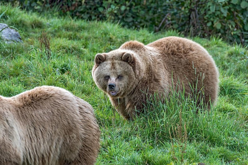 European brown bears (Ursus arctos) running on a meadow at the edge of the forest, Poing Wildlife Park, Upper Bavaria, Bavaria, Germany