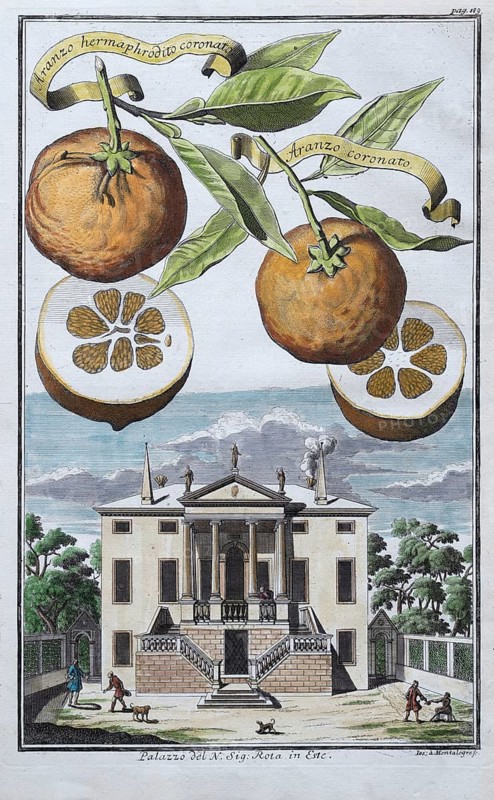 Oranges, aranzo coronato, Arango hermaphrodito coronato, palazzo, Este, hand-colored copper engraving or copper etching by Johann Christoph Volkamer or Volckamer, from Nurembergian Hesperides or thorough description of the noble citronate, citrons, and bitter fruits, Nuremberg 1708, 1714