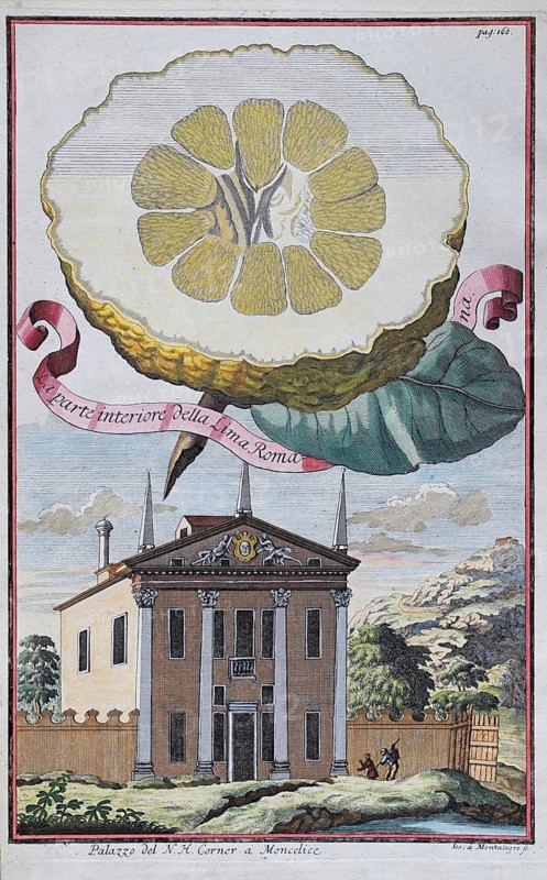 Lemons, citrus fruits, palazzo, Moncelice, hand-colored copper engraving or copper etching by Johann Christoph Volkamer or Volckamer, from Nurembergian Hesperides or thorough description of the noble citronate, citrons, and bitter fruits, Nuremberg 1708, 1714