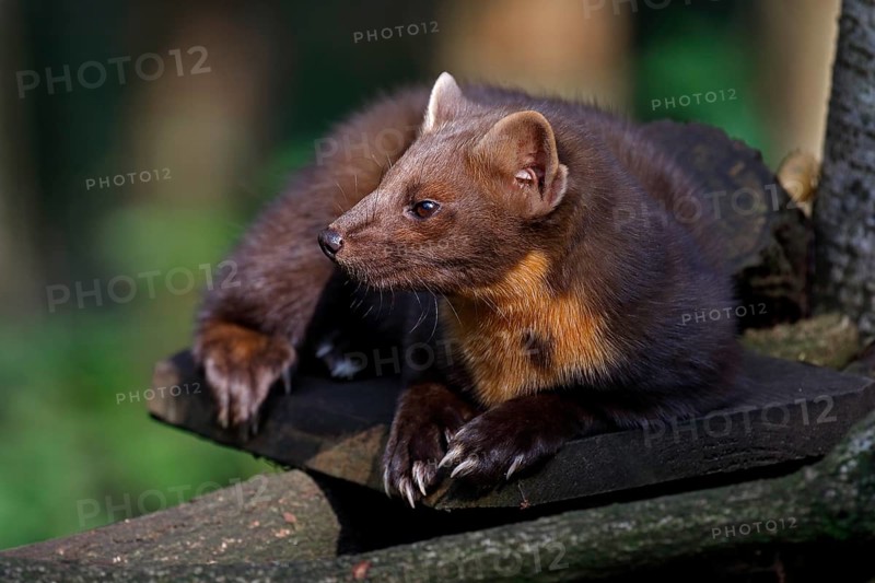 Pine marten (Martes martes) also known as pine marten, captive, Schleswig-Holstein, Germany