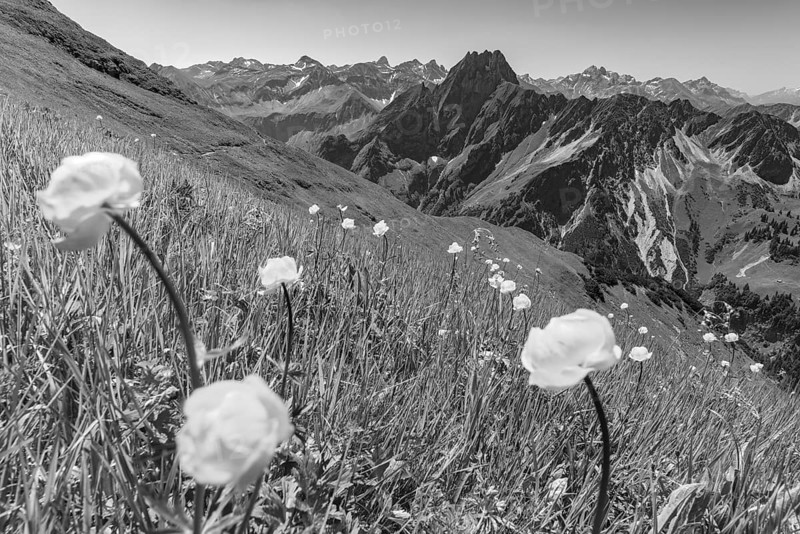 Mountain panorama with troll flowers (Trollius europaeus) from Laufbacher-Eckweg to Höfats 2259m, and Allgäu main ridge with Trettachspitze 2595m, Mädelegabel 2645m, Bockkarkopf 2609m and Hochfrottspitze 2649m, Allgäu Alps, Allgäu, Bavaria, Germany