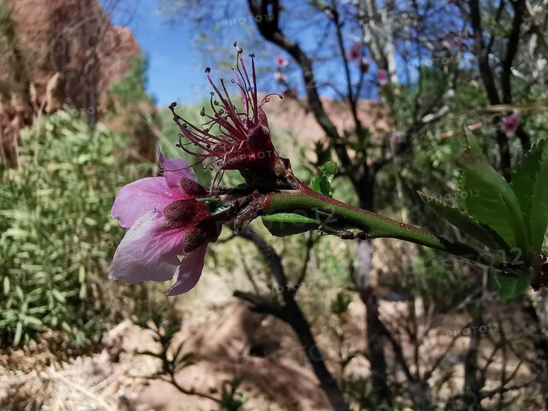 Close-up of a blooming flower, hibiscus (roselle), showing delicate pink petals in nature, Morocco